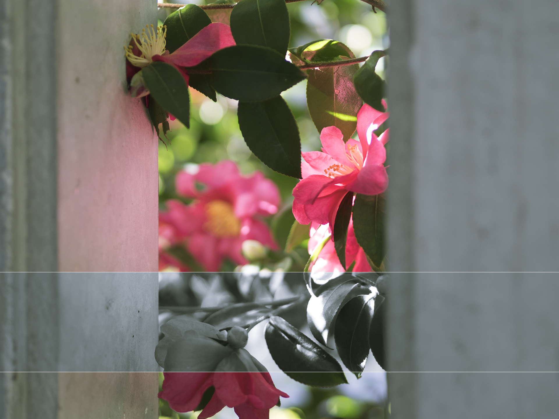 コンクリート壁と植物が見えるシンプルな空間